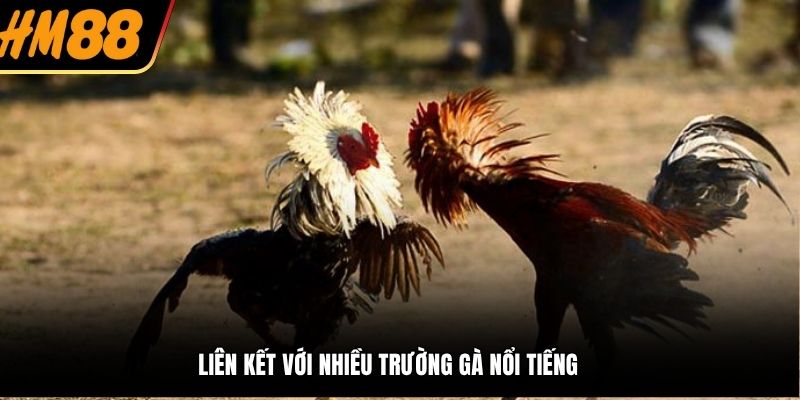 Bí Quyết Tăng Tỷ Lệ Chiến Thắng Khi Chơi Đá Gà HM88