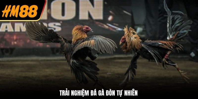 Các Hình Thức Đặt Cược Phổ Biến Trong Đá Gà HM88