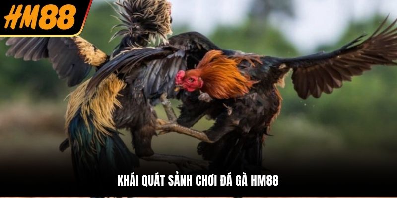 Giới Thiệu Sơ Lược Về Sân Chơi Đá Gà HM88